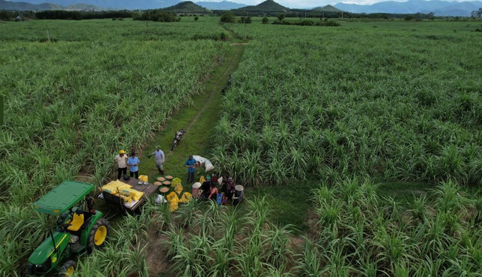 Sự hợp tác giữa PVFCCo và TTC AgriS góp phần mang đến những vụ mía bội thu. Ảnh: Đức Trung.