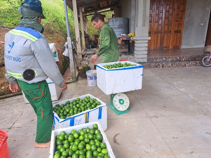 Chanh Đức Lĩnh đặc biệt hơn ở những vùng khác bởi vỏ mỏng, nước nhiều, quả to đẹp và có mùi thơm mát rất riêng. Ảnh: Ánh Nguyệt.