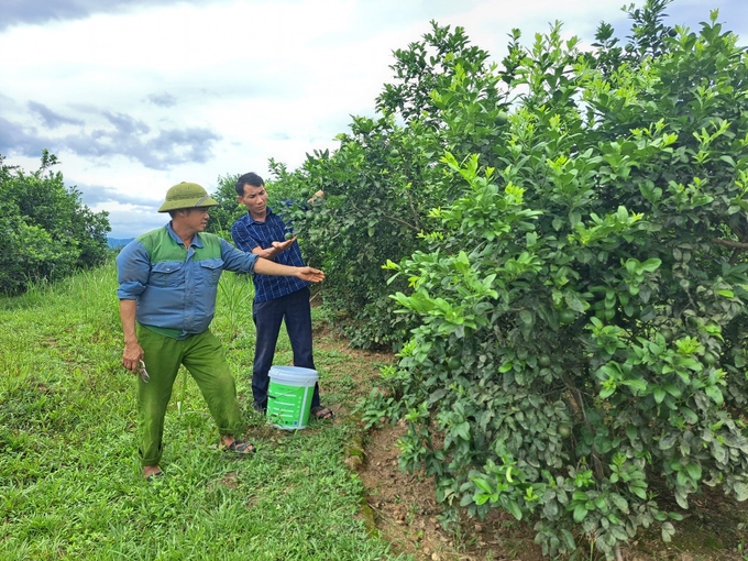 Năm nay cây chanh ở Đức Lĩnh cho năng suất, chất lượng cao, mẫu mã đẹp, giá cao (từ 11 - 12 nghìn đồng/kg), tiêu thụ rất thuận lợi. Ảnh: Ánh Nguyệt.