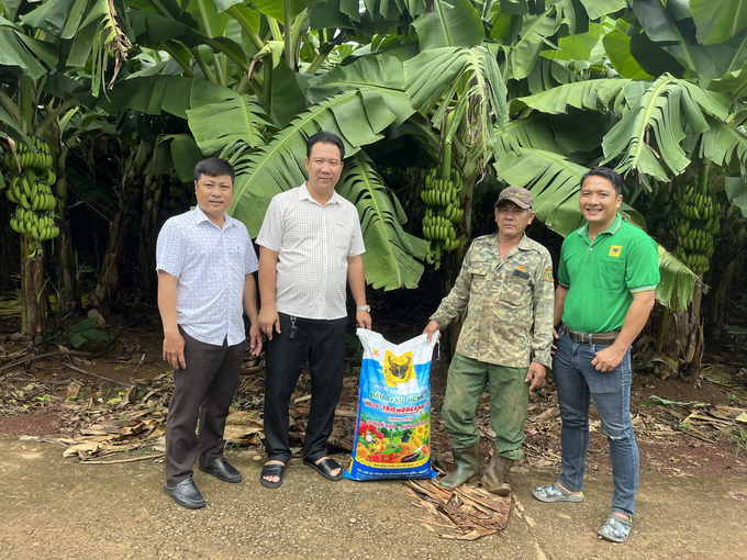 Phân bón Đầu Trâu giúp cho cây chuối sinh trưởng, phát triển tốt và cho năng suất cao. Ảnh: Hồng Huệ.