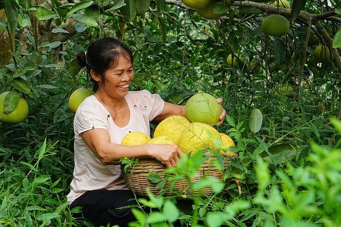 Pomelo is the third Vietnamese fresh fruit imported to South Korea.