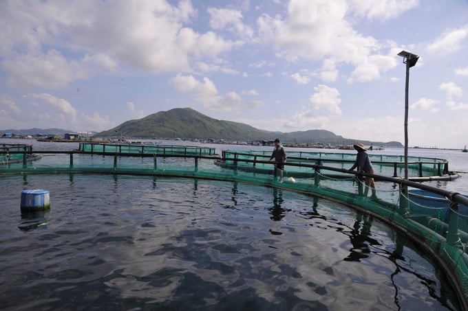 Model of aquaculture using HDPE cages in the farming area of Song Cau town, Phu Yen province. Photo: KS.