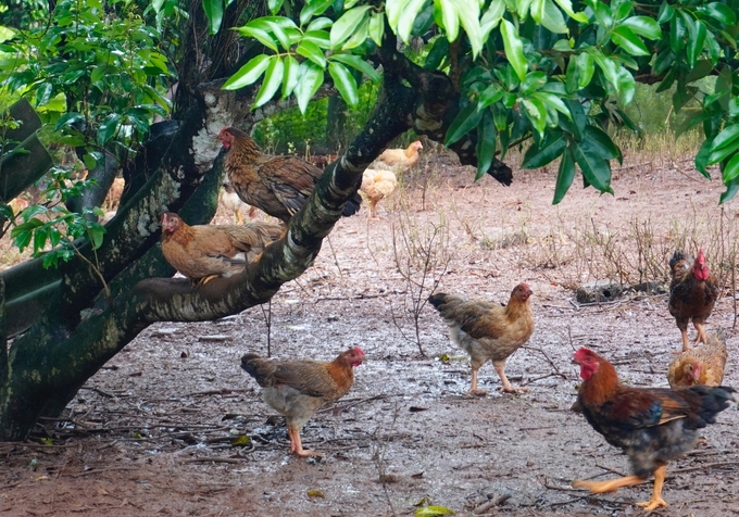 Ban ngày, gà đi kiếm ăn quanh đồi, điều này đã giúp cho thịt gà rất chắc, không bị bở và nhão như loại gà công nghiệp. Đêm đến chúng sẽ thường ngủ trên các loại cây như cây nhãn hoặc cây vải, vào những hôm trời mưa bão thì sẽ đi vào chuồng ngủ.