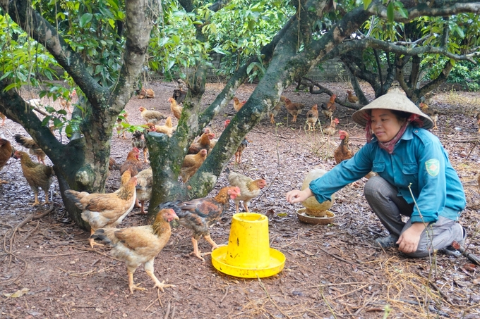 Mô hình trang trại nuôi gà liên kết với Hợp tác xã Nông nghiệp Xanh Yên Thế của gia đình chị Hoàng Thị Hậu (1978), thôn Hồng Lạc, xã Đồng Tâm, huyện Yên Thế, Bắc Giang. Gia đình chị Hậu nuôi gà theo hình thức gối vụ, mỗi lứa khoảng 1.000 con, thời gian nuôi khoảng 5 tháng.