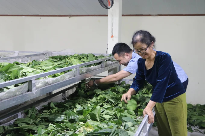 Farmers' silk products have been consumed stably through cooperatives, so farmers feel secure in sticking with them and expanding production scale. Photo: Thanh Tien.