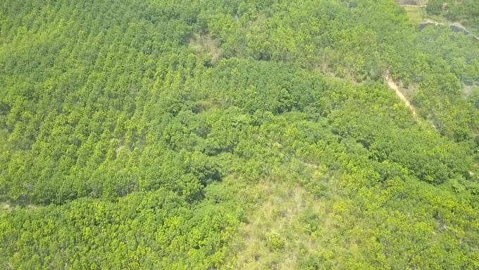 Rubber planting project in Chu Prong district, Gia Lai province. Photo: Tuan Anh.