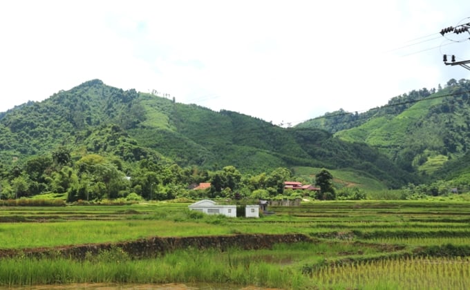 FSC-certified forests offer long-term benefits and protect the ecosystem of planted forests. Photo: Pham Hieu.