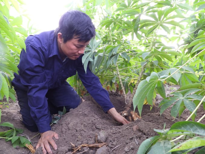 Currently, Tay Ninh province has more than 4,524 hectares of cassava varieties resistant to mosaic disease. Photo: Tran Phi.