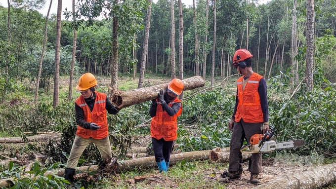 Businesses in Thua Thien - Hue province are reluctant in purchasing small certified timber. Photo: Cong Dien.