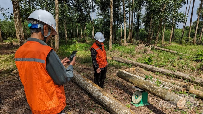 Numerous large timber forest owners have voiced concerns regarding the market for their products. Photo: Nhat Quang.