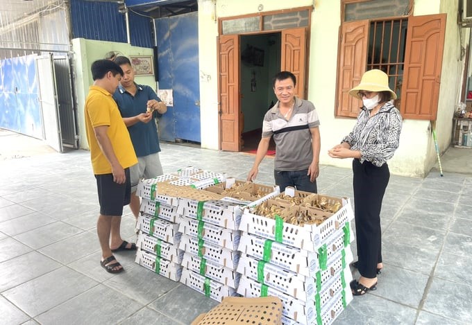 Participating in the model, people receive 70% support for the cost of purchasing breeds, feed, veterinary medicine, and biological preparations. Photo: Pham Hieu.