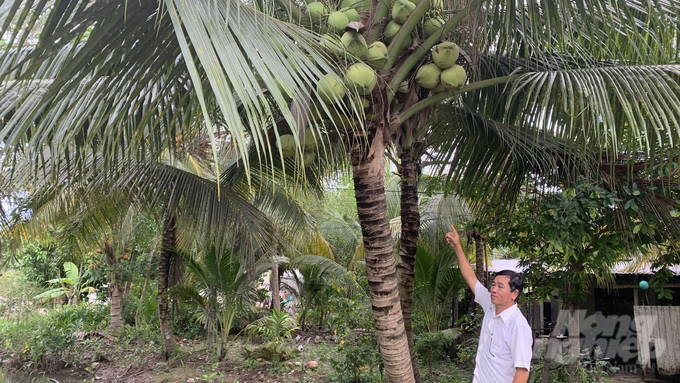 Một nông dân trồng dừa ở Trà Vinh đang chuẩn bị thu hoạch trái. Ảnh: Hồ Thảo.