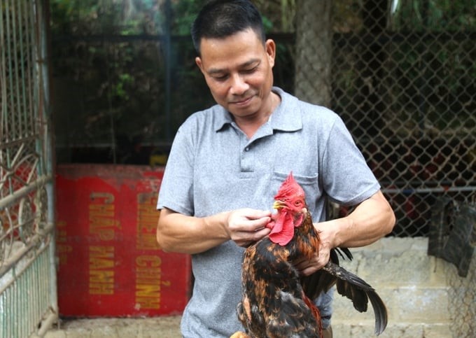 According to Mr. Pham Van Dinh (photo), chicken farming according to VietGAHP standards helps the chicken flock be healthy, less susceptible to diseases, and firmer and more delicious. Photo: Pham Hieu.