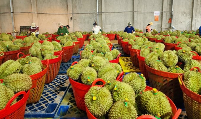 For the durian industry to develop sustainably, Ms. Ngo Tuong Vy assumes that it is necessary to build a linkage chain and improve product quality. Photo: Quang Yen.