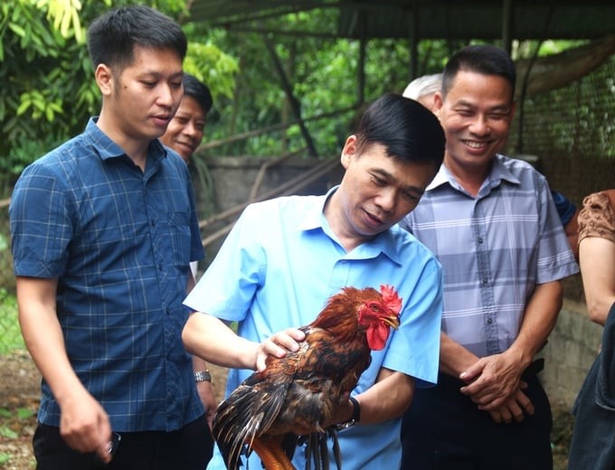 According to Mr. Ha Trong Tuan (middle), applying technical advances has contributed to improving the efficiency of poultry farming. Photo: Pham Hieu.