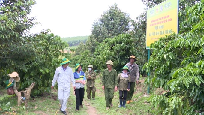 Standard coffee raw material area in Dak Ha district (Kon Tum province). Photo: Tuan Anh.