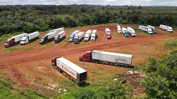 Container trucks gather in Krong Pac district to serve durian export. Photo: Quang Yen.