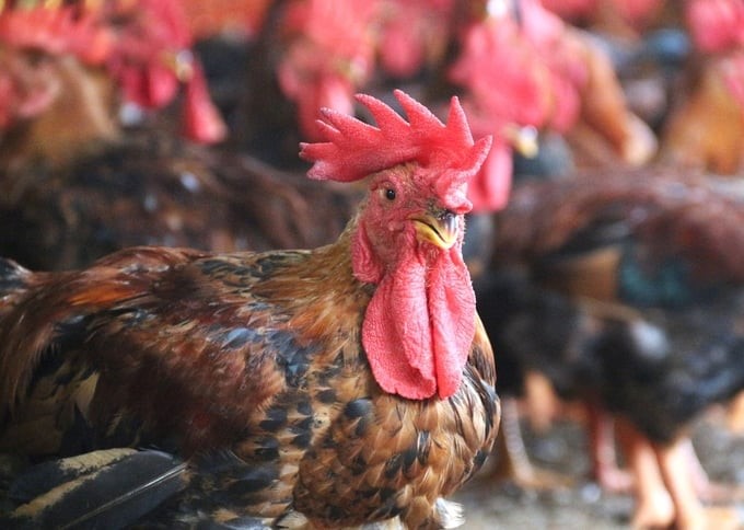 Livestock farming according to VietGAHP standards is the right direction for the poultry farming industry. Photo: Pham Hieu.