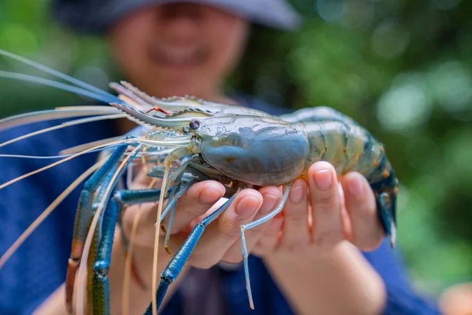 To export live lobster seafood products to China, processing facilities must be assessed and certified to meet food safety conditions per regulations from both Vietnam and China. RYNAN.