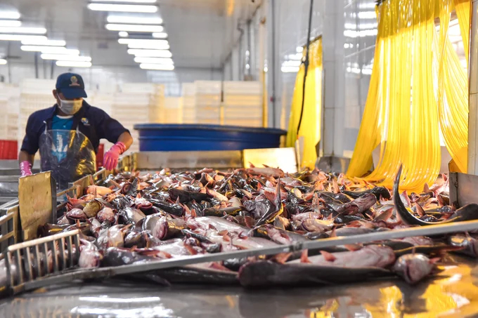 Each batch of seafood exported to the EU is assessed, sampled for testing and granted a food safety certificate. Photo: Quynh Chi.