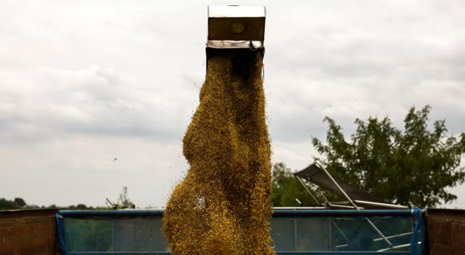 Paddy is loaded onto a truck as farmers harvest a rice field in Thailand's Chainat province. Bangkok has significantly increased its exports of the grain to the Philippines this year. Photo: Reuters