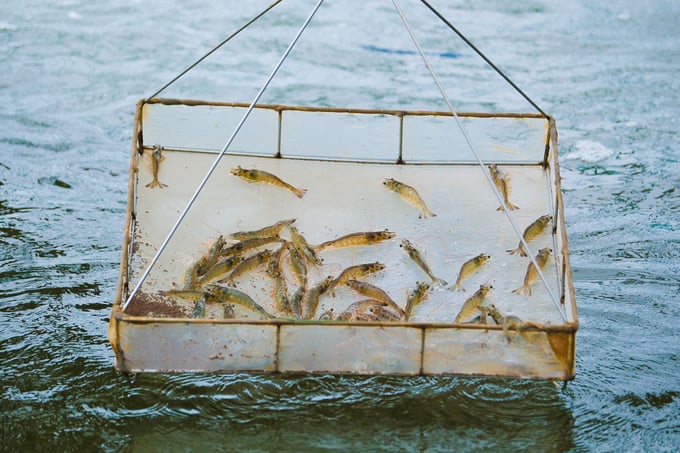 South Korea has strict regulations on imported commercial shrimp. Photo: Quynh Chi.