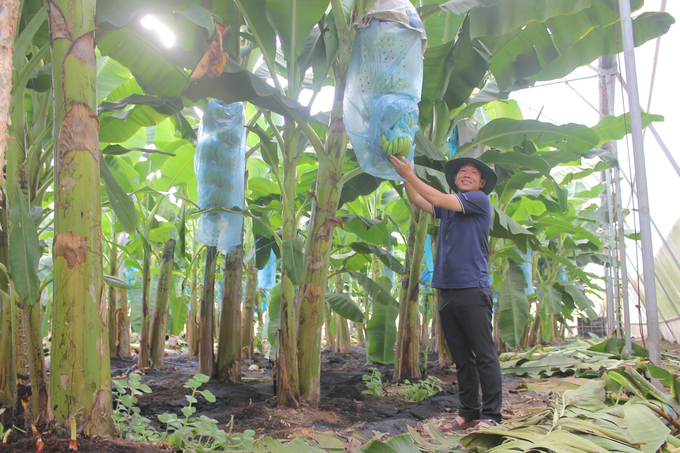 Anh Phan Minh Tiệp phấn khởi khi giới thiệu thành quả trồng chuối trong nhà kính. Ảnh: Trần Trung.