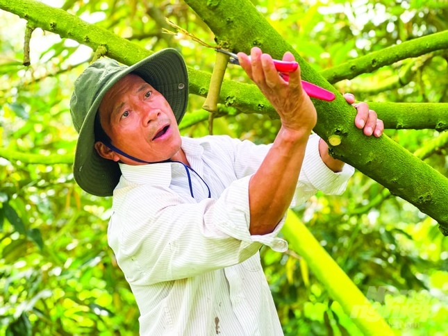 Cắt tỉa cho vườn sầu riêng. Ảnh: Ngọc Hoà.