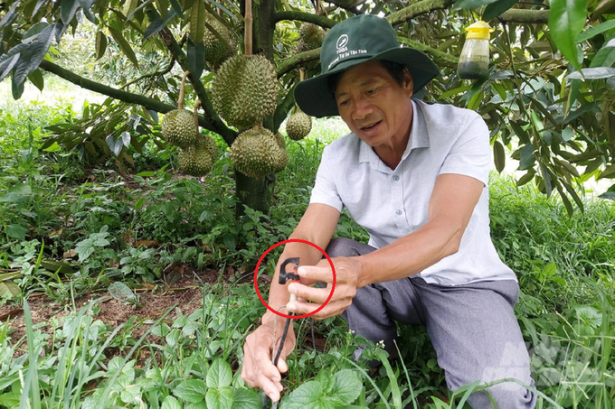 Vườn sầu riêng được ông Quyền đầu tư hệ thống tưới phun sương. Ảnh: Hải Tiến.