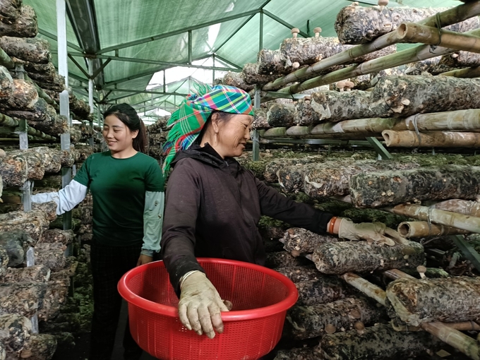 Tận dụng điều kiện khí hậu mát mẻ quanh năm, Công ty Sản xuất nấm ăn, nấm dược liệu Mù Cang Chải đã cung ứng ra thị trường hàng trăm tấn sản phẩm mỗi năm. Ảnh: Thanh Tiến.