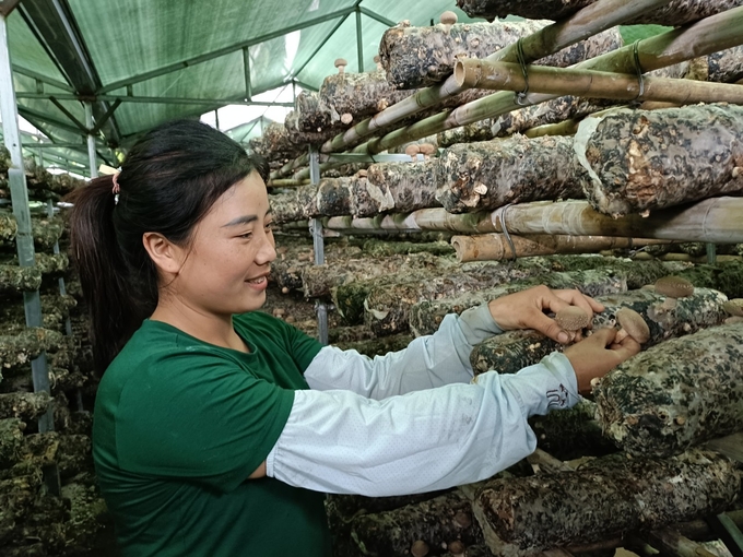 Quy trình sản xuất nấm hương được thực hiện đảm bảo sạch tuyệt đối. Ảnh: Thanh Tiến.