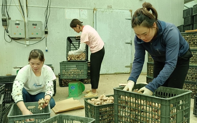 Sau khi thu hoạch, nấm được phân loại và bảo quản trong nhà lạnh để đảm bảo độ tươi ngon. Ảnh: Thanh Tiến.