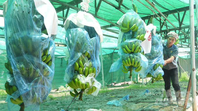 Những buồng chuối được Unifarm tuyển chọn kỹ lưỡng trước khi đưa về khu sơ chế. Ảnh: Trần Trung.