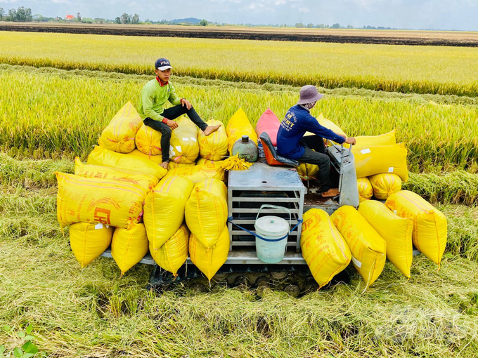 Thu hoạch lúa gạo xuất khẩu ở ĐBSCL. Ảnh: Lê Hoàng Vũ.