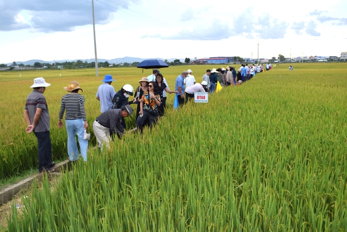 Nông dân tham quan cánh đồng lúa ĐT68 tại xã Nhơn An (thị xã An Nhơn, Bình Định). Ảnh: V.Đ.T.