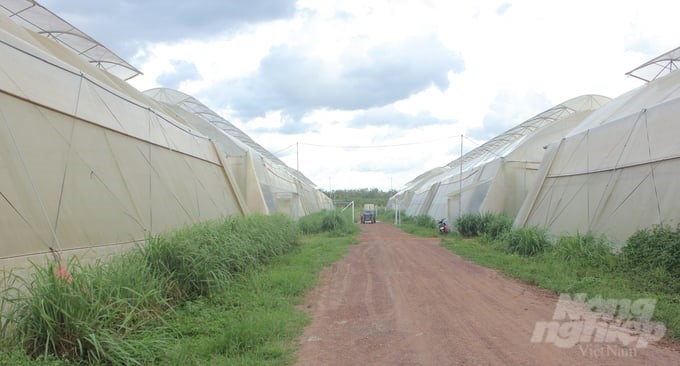 The greenhouse system for high-tech organic banana production at Unifarm. Photo: Tran Trung.