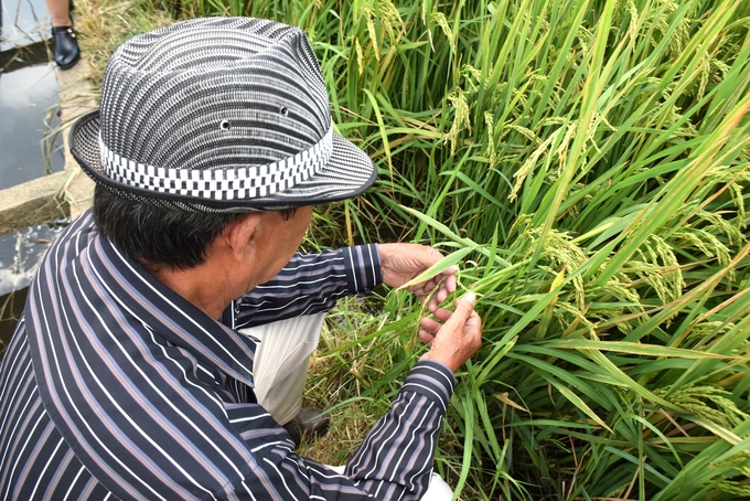 Nông dân Lê Thanh Cảnh ở thôn Nam Tượng 3, xã Nhơn Tân (thị xã An Nhơn) tỉ mẩn đếm số hạt/bông của ruộng lúa ĐT68. Ảnh: V.Đ.T.