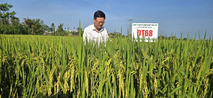 Lúa ĐT68 khoe bông trên cánh đồng xã Nhơn An (thị xã An Nhơn, Bình Định). Ảnh: V.Đ.T.