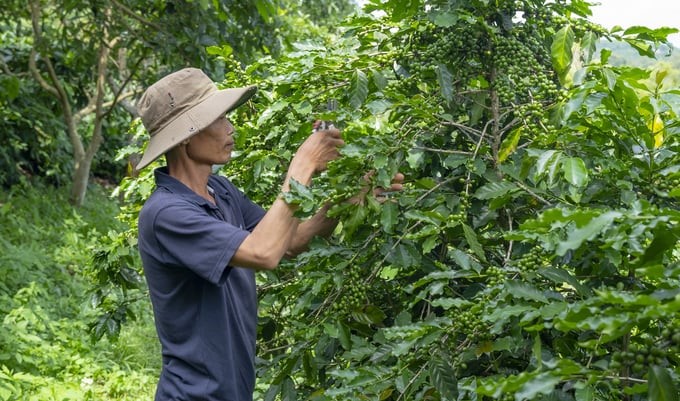 In the 2016–2023 period, the program reached 145,000 hectares of sustainable and low-emission coffee farming and well-protected 230,000 hectares of forest. Photo: IDH.