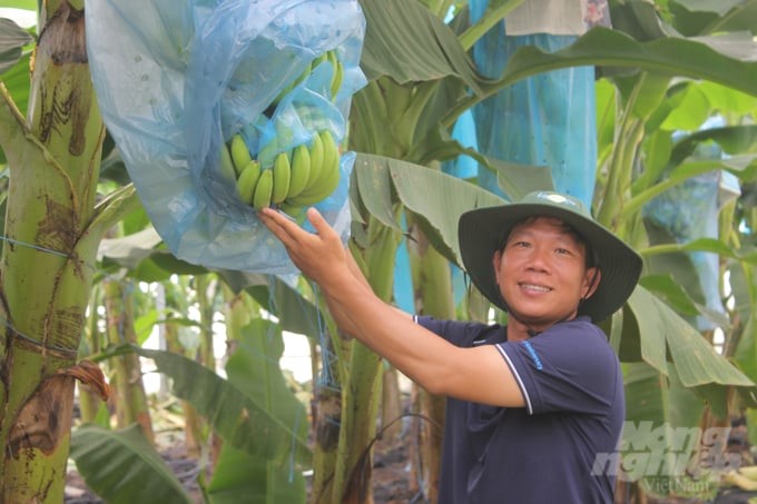 Unifarm's unique model of growing bananas in the greenhouse. Photo: Tran Trung.