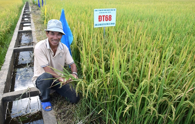 Nông dân Mai Thành Trung ở xã Nhơn An (thị xã An Nhơn, Bình Định) cười tươi trước đám ruộng ĐT68 tốt bời bời của mình. Ảnh: V.Đ.T.