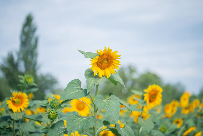 Sunflowers in Azerbaijan.