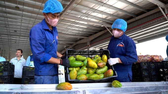 Processing mangoes for export in Son La. Photo: Hoang Anh.