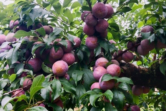 Son La Ruby plums. Photo: Tung Dinh.