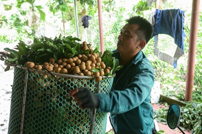 Song Ma Longan. Photo: Tung Dinh.