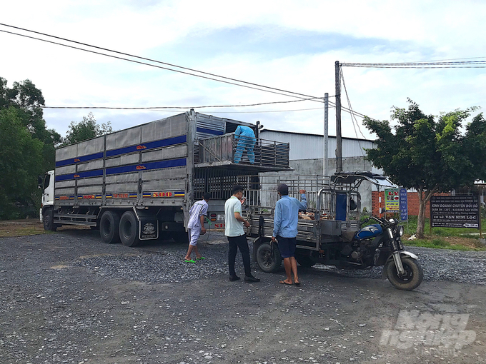 Vận chuyển heo đảm bảo an toàn, kiểm soát dịch bệnh trên địa bàn xã Thành Thới A, huyện Mỏ Cày Nam. Ảnh: Minh Đảm.