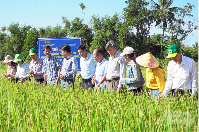 11 hộ tham gia mô hình lúa sạ cụm, bón vùi phân với diện tích 6ha. Ảnh: Võ Dũng.