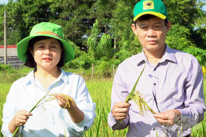 Năng suất mô hình lúa sạ cụm đạt 6,3 tấn/ha, lợi nhuận cao hơn ruộng đối chứng 4 - 5 triệu đồng/ha. Ảnh: Võ Dũng.