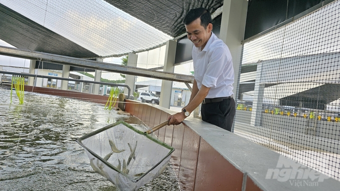 Anh Đặng Bá Mạnh cho xem tôm ở giai đoạn 3, chuẩn bị được thu hoạch. Ảnh: Vũ Cường.