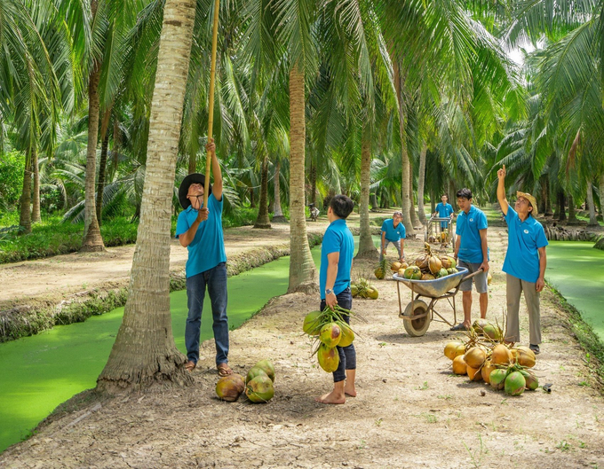 Bến Tre đang có hơn 19.200ha dừa sản xuất theo tiêu chuẩn hữu cơ. Ảnh: Minh Đảm.